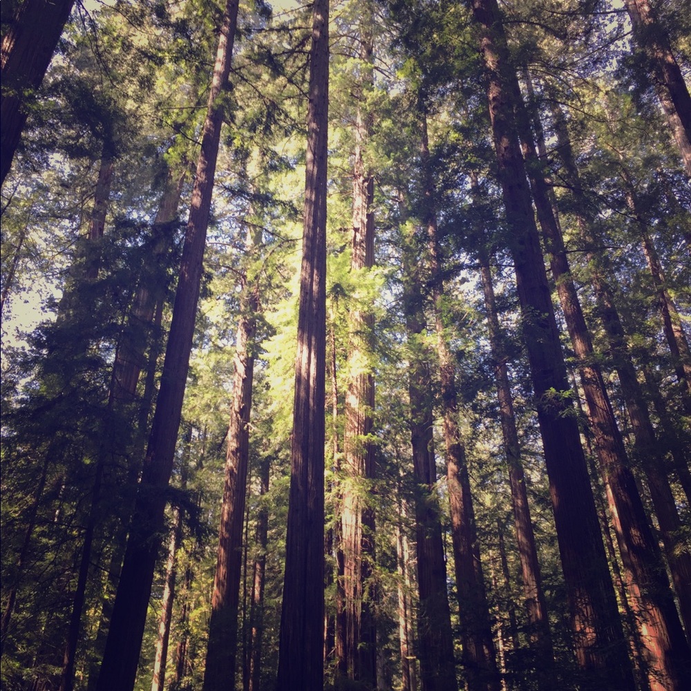 Meet your Posher, Tree 🌲 Lover ❤️